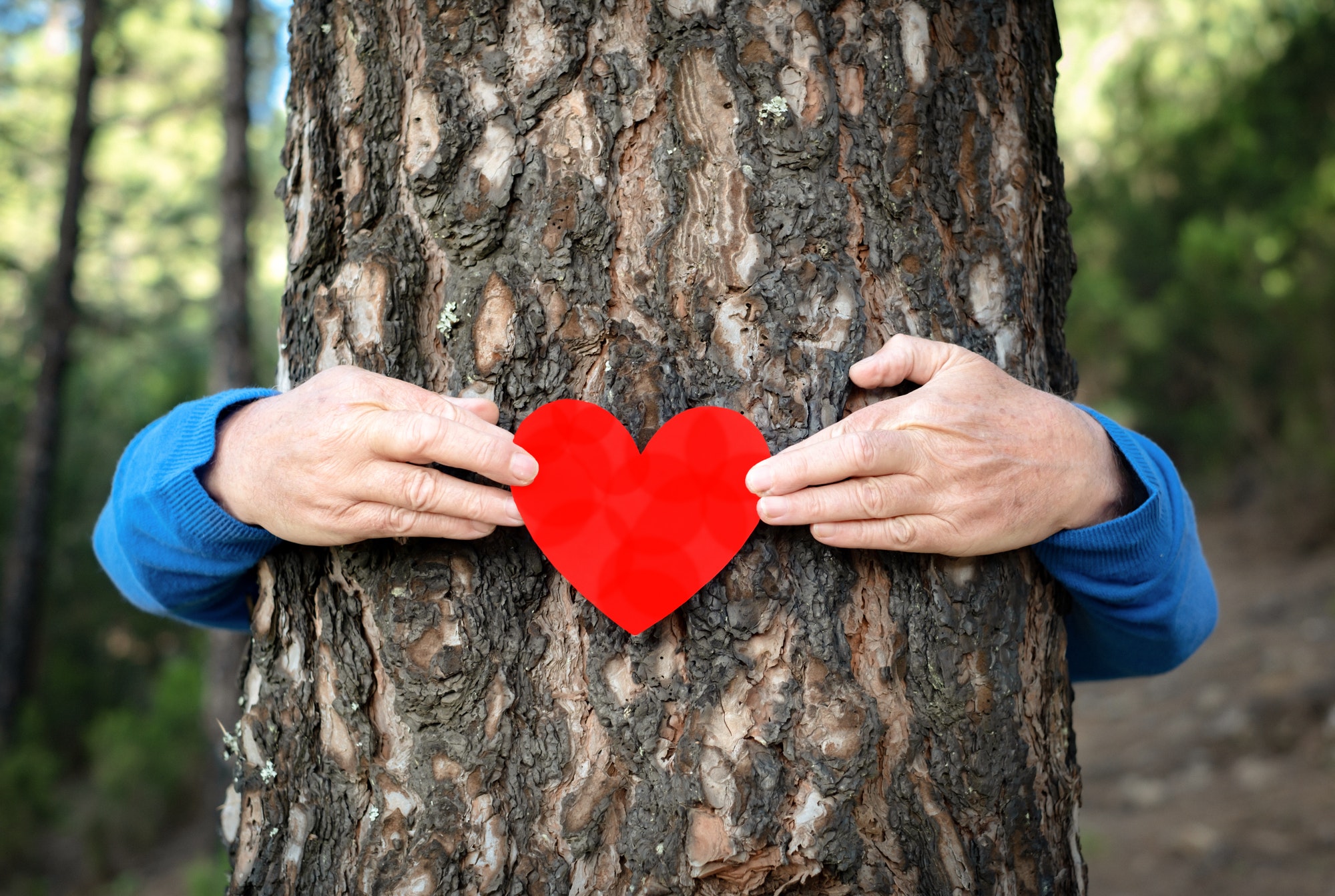 Male human arms embracing a tree trunk in the forest,holding heart shaped paper. Save planet concept